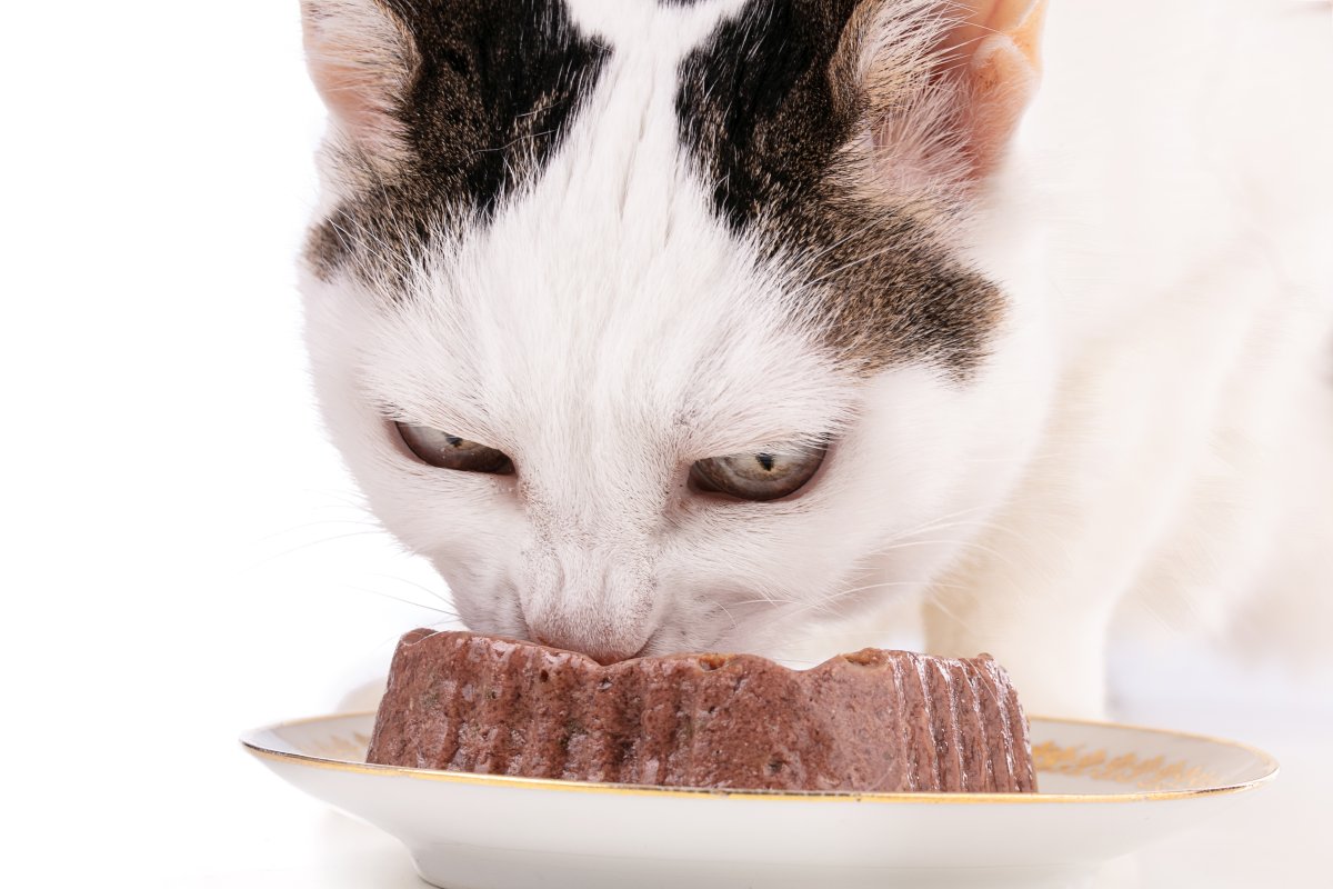 A cat is eating its food on a plate