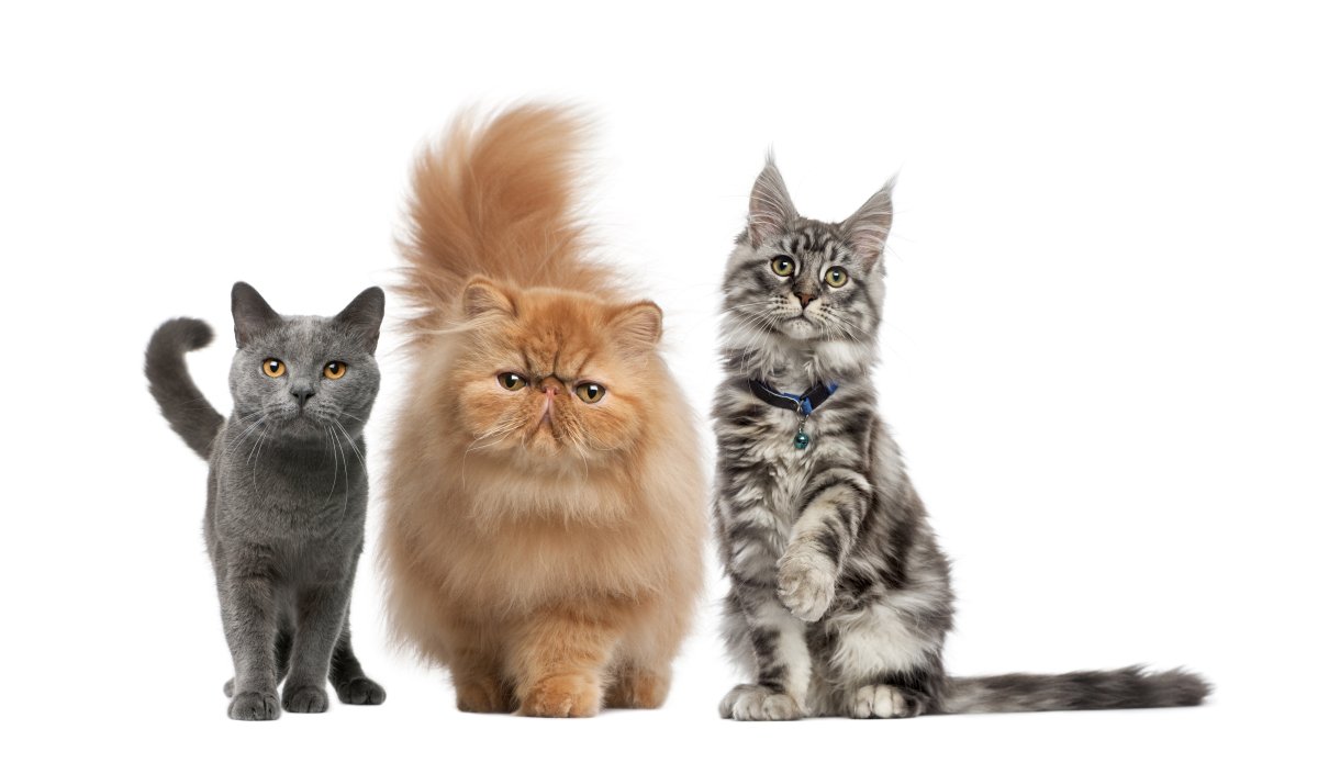 Maine Coon, Persian Kitten, Chartreux Cat