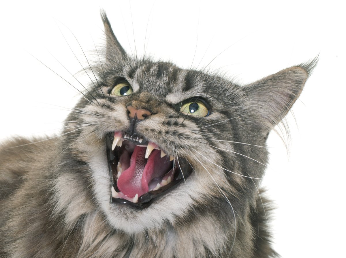Curb Your Cat’s Aggressive Behavior