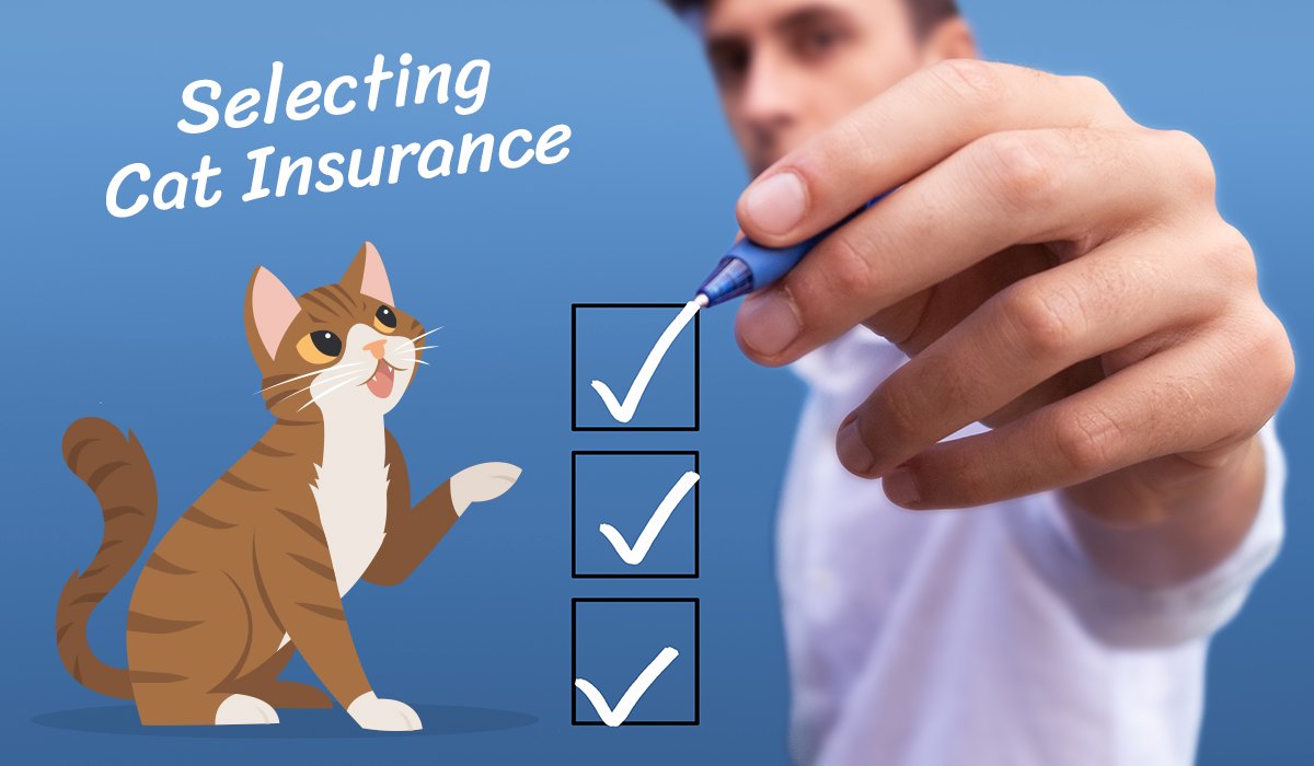5 Things You Should Know About While Selecting a Cat Insurance Plan