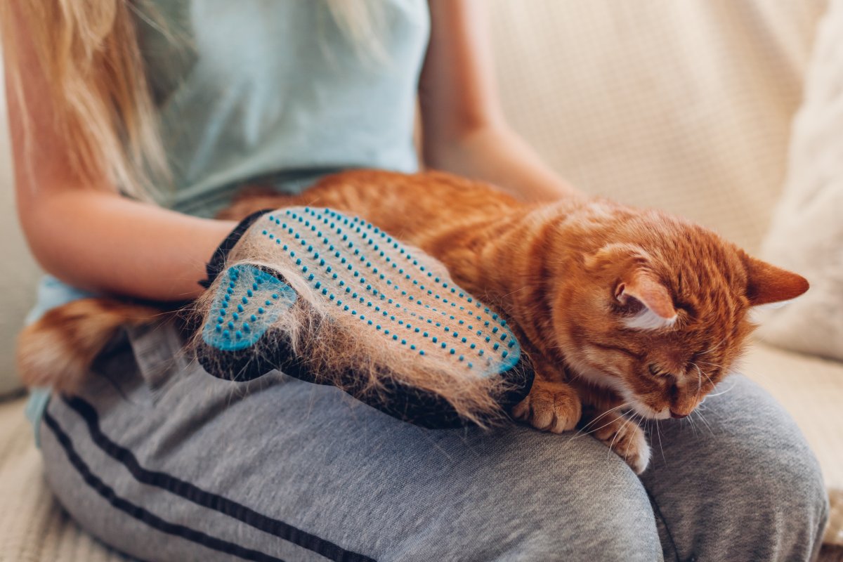 7 Popular Ways to Minimize Cat Shedding