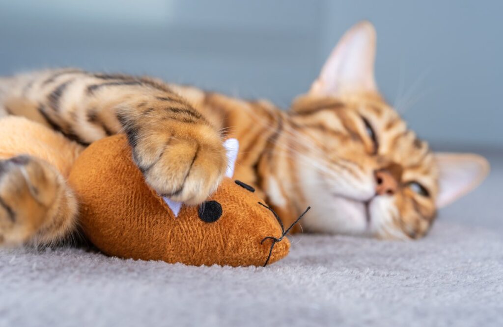 Cat sleeping with mouse toy