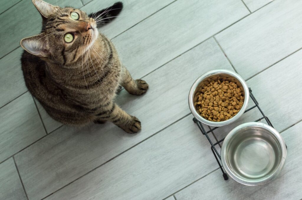 A cat sits in front of food bowls