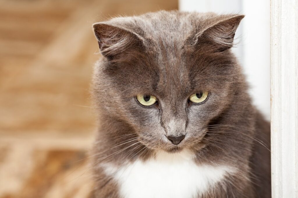 Portrait of a Chartreux cat