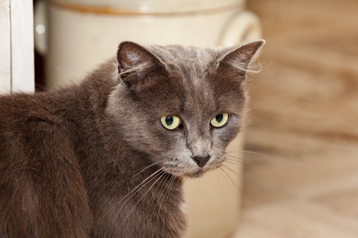 Chartreux Cat with Yellow Eyes