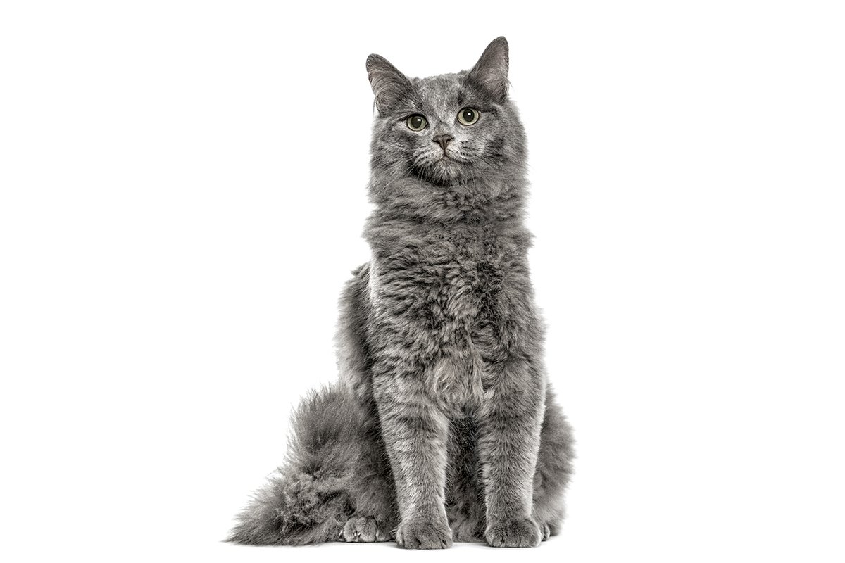 To Live With a Chartreux, You’ll Likely Need To Be as Observant as Your Pet - Why?