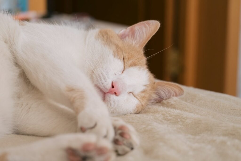 Portrait of a cute cat sleeping