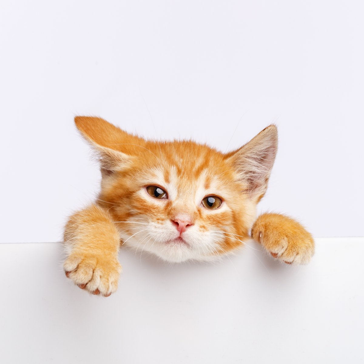 5 Signs and How To Help a Teething Kitten