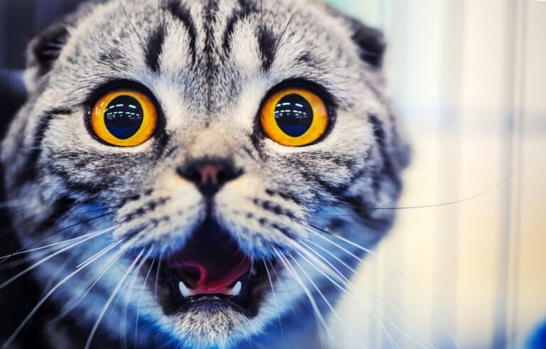 20 Interesting Facts About Cats That’ll Leave You Scratching Your Head