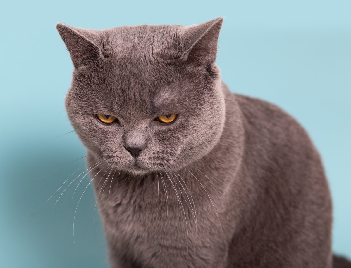 Here’s What You Should Do When Your Cat Is Upset