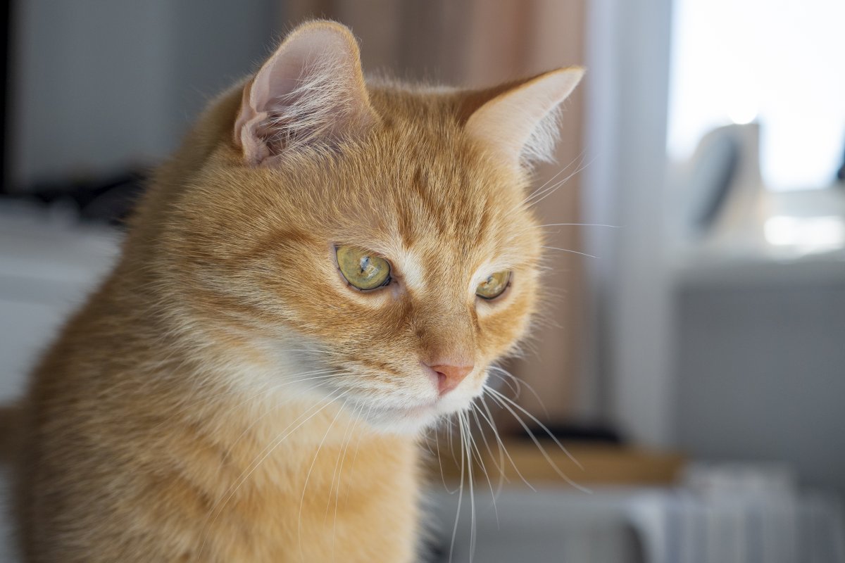 Closeup view of a domestic cat