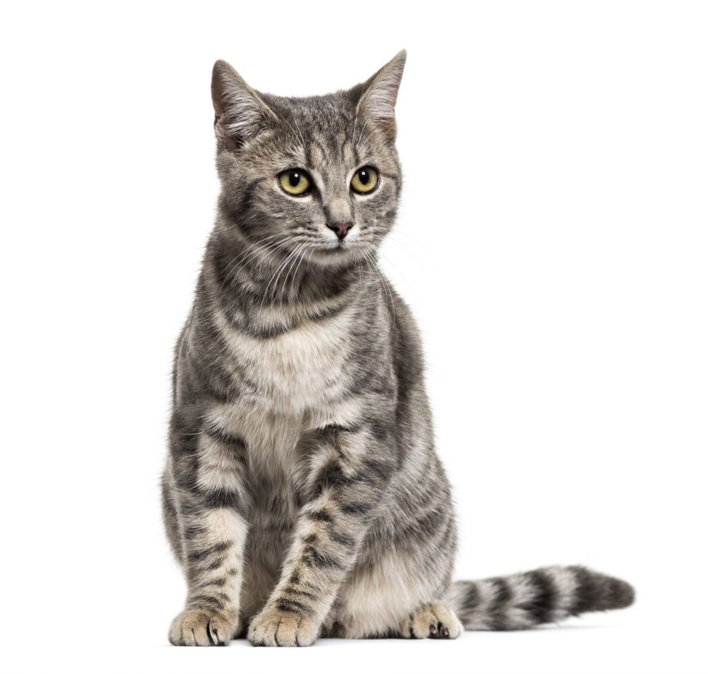 Gray domestic shorthair cat