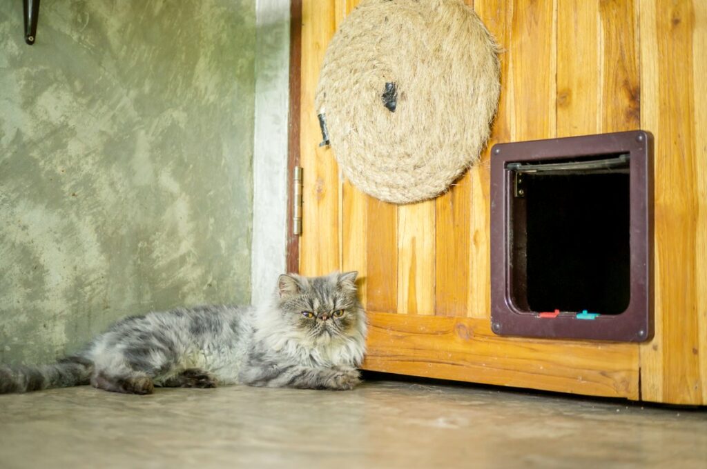 Persian cat sitting in front of a door