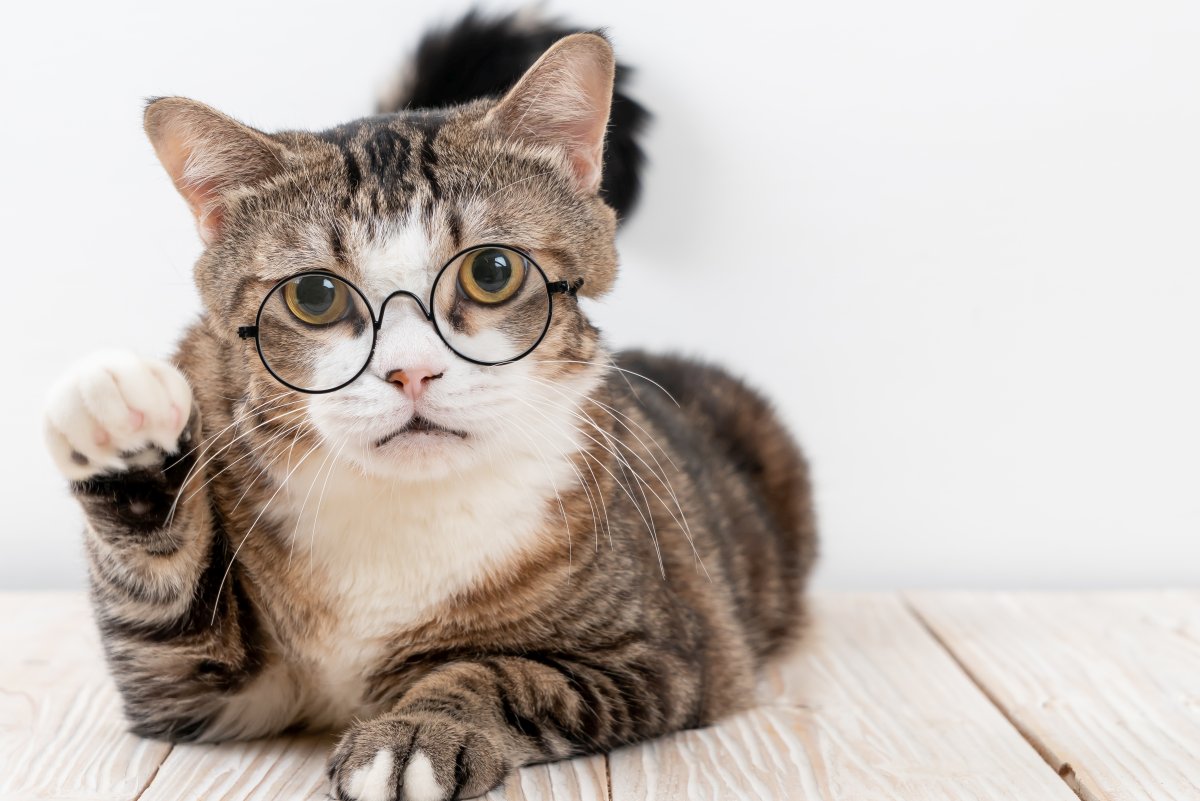 8 Popular Cat Breeds That Are Considered Intelligent