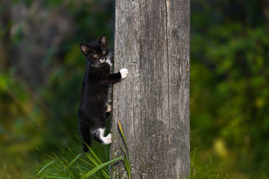 A black kitten is climbing a tree