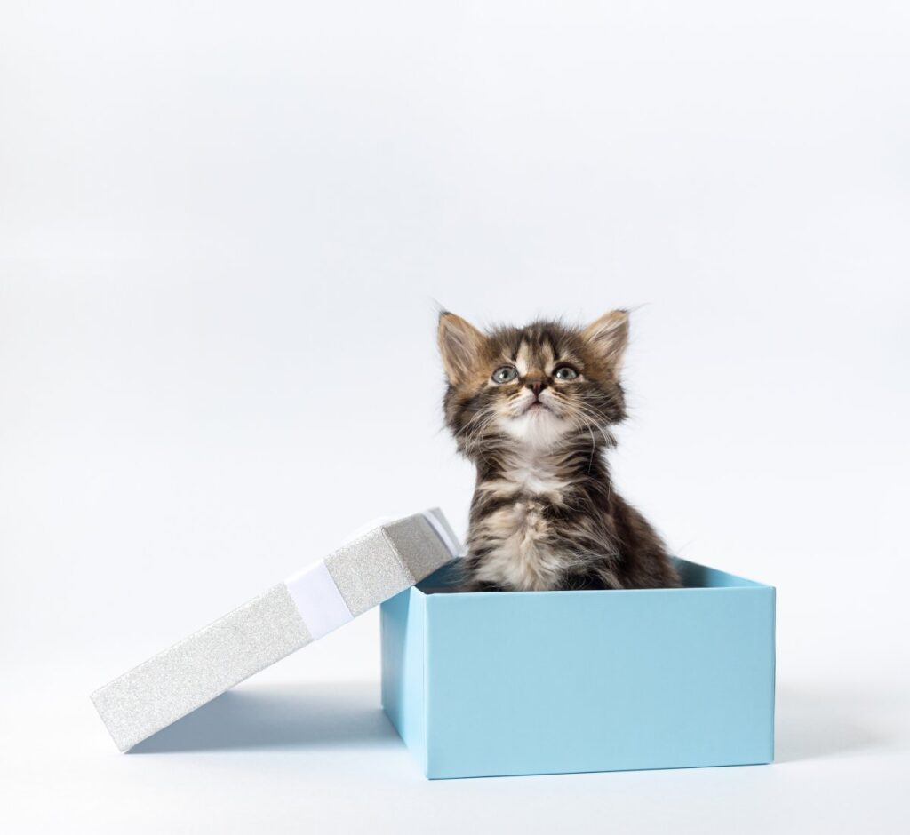 A cute kitten sits in a gift box