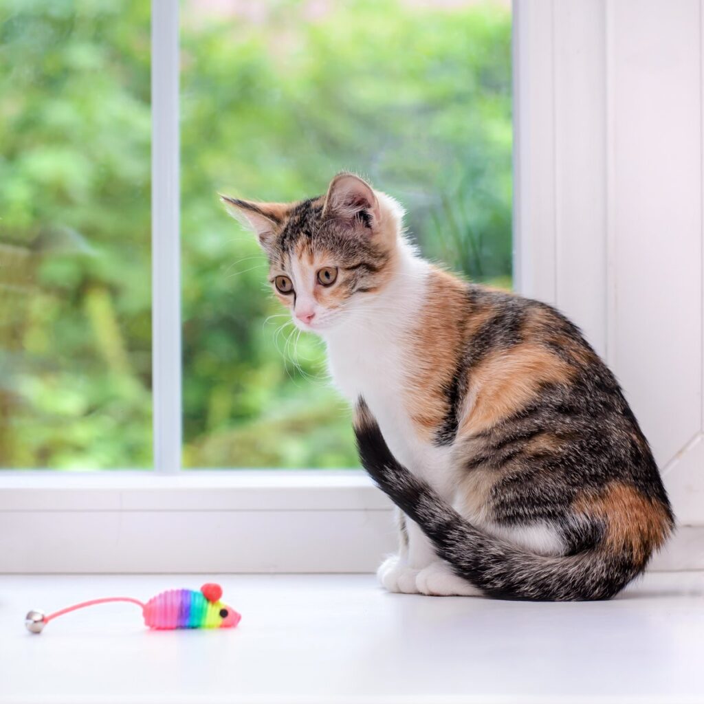Tricolor kitten sitting on windowsill