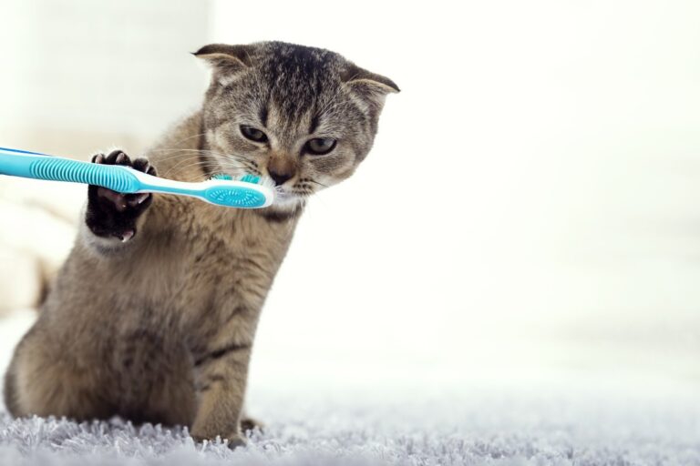 Kitten with a Toothbrush