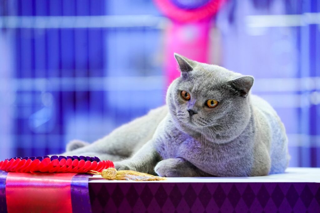 Relaxing Korat cat with grey fur