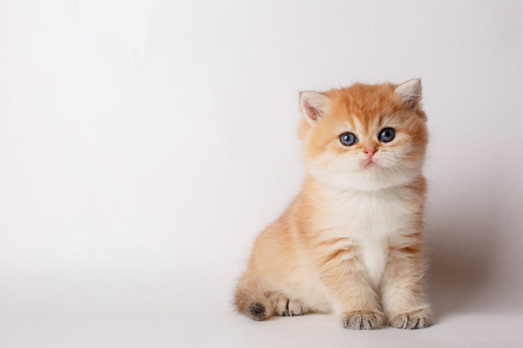 Cute British Chinchilla Kitten