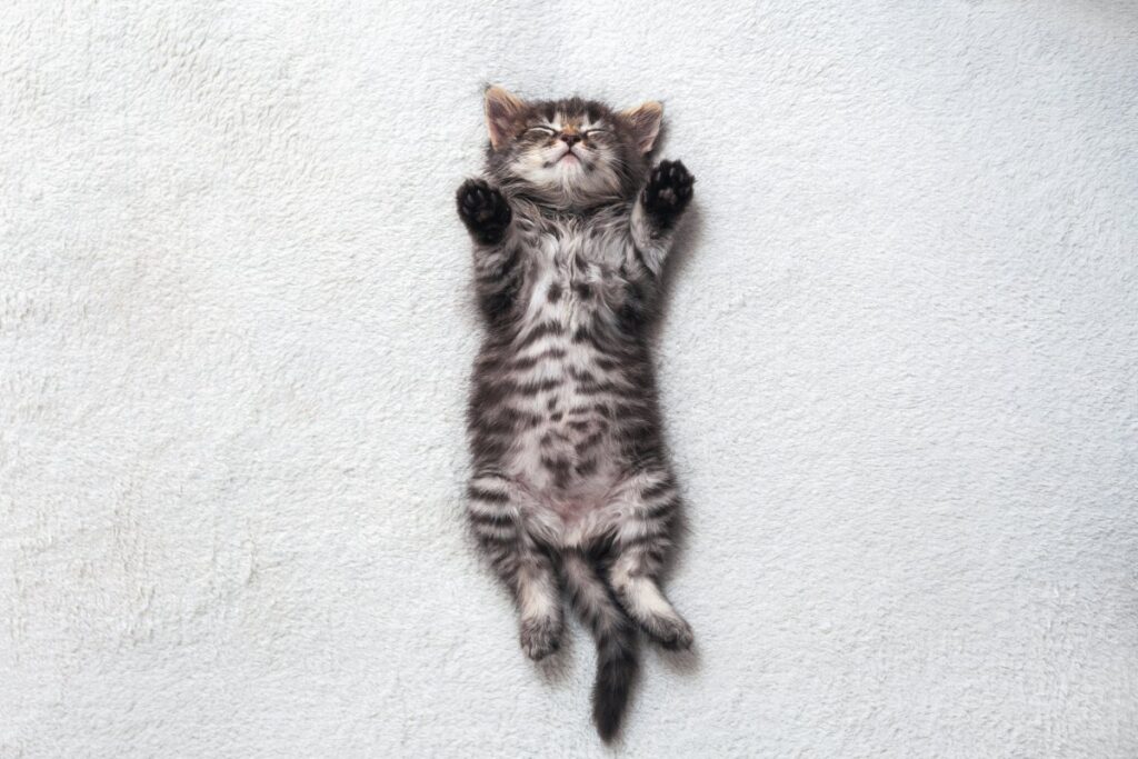 Little striped kitten is sleeping sweetly lying on its back on a white bedspread