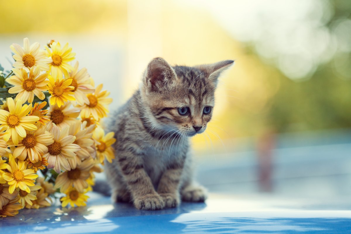Lonely Kitten Near Flowers