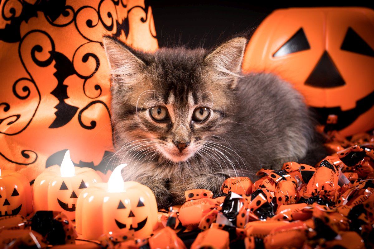 Halloween costumes for cats