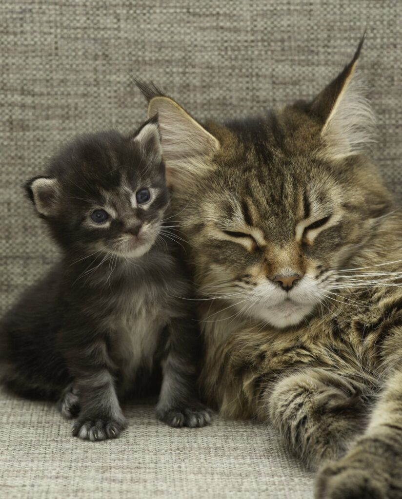 Maine coon mommy cat and kitten