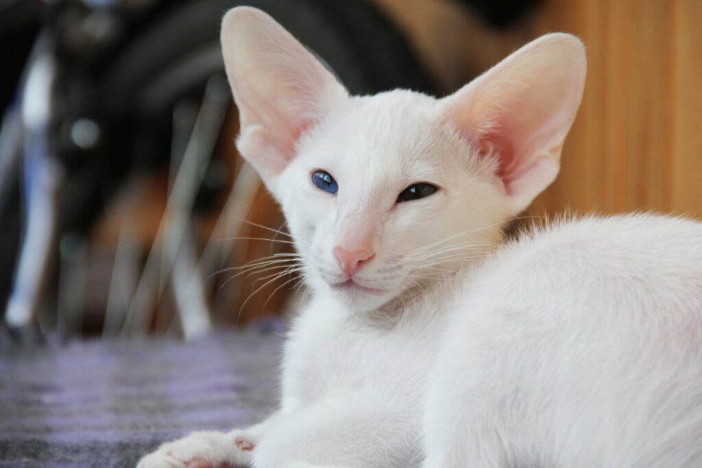 White Oriental Shorthair cat looking back