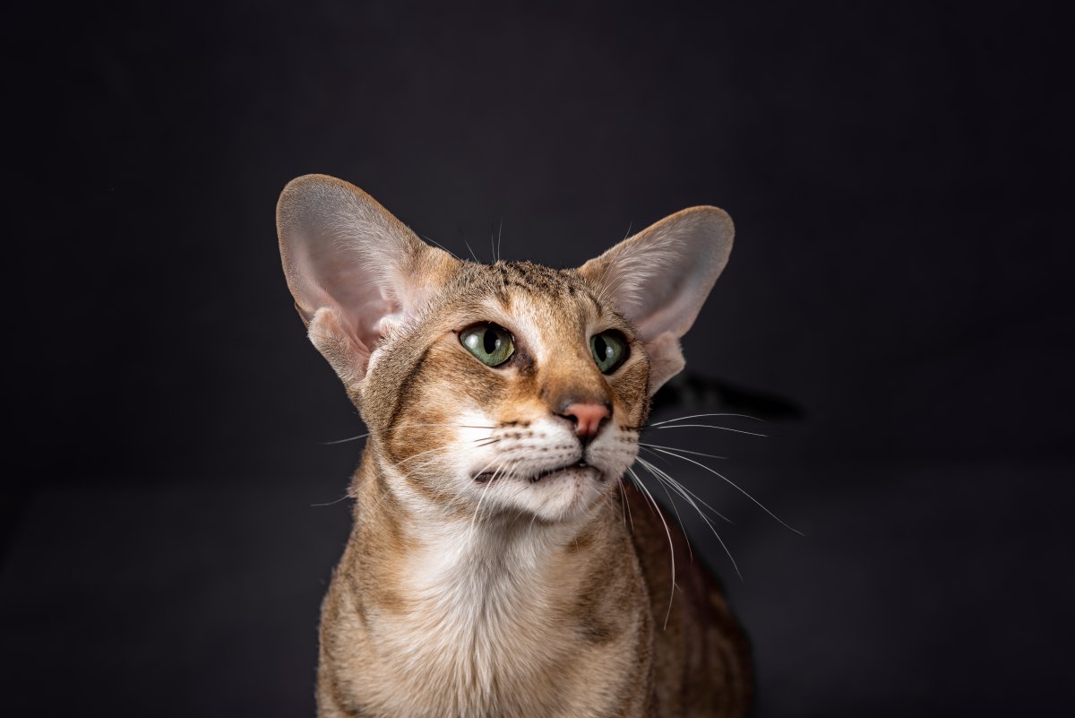 Portrait of an Oriental Shorthair cat