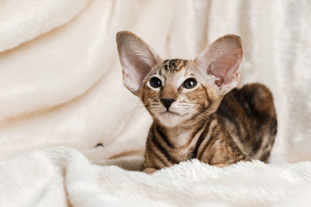 Relaxing Oriental Shorthair cat