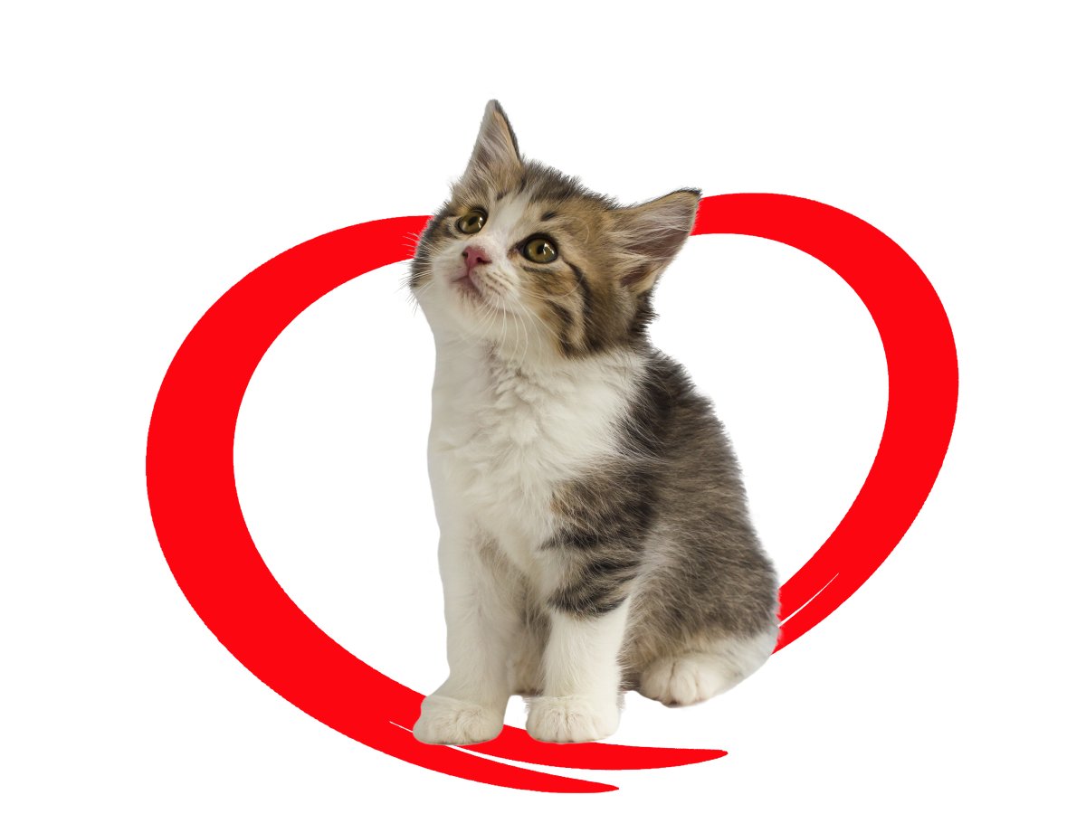 A kitten in a red heart