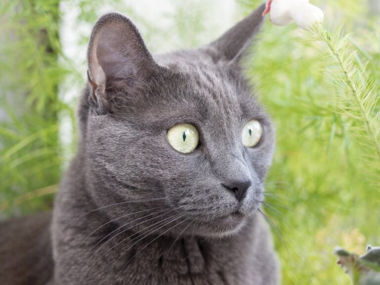 Russian Blue Cat Looking to the Side