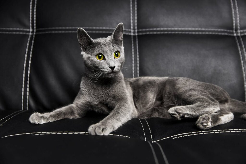 Russian Blue cat sitting on sofa
