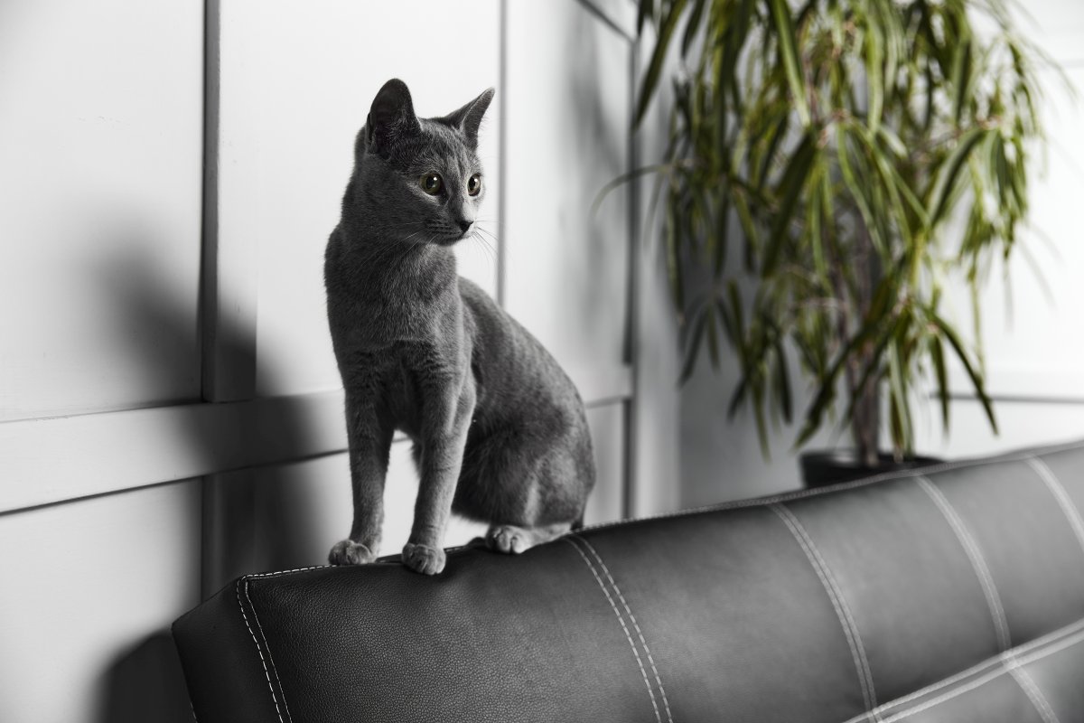 Russian Blue Cat Sitting On Sofa