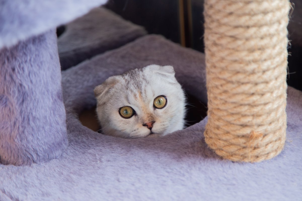 Do You Need To Build a DIY Cat Scratching Post? Why?