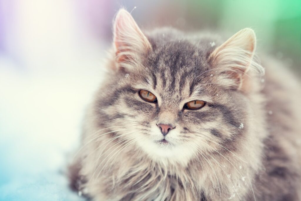 Portrait of a Siberian cat