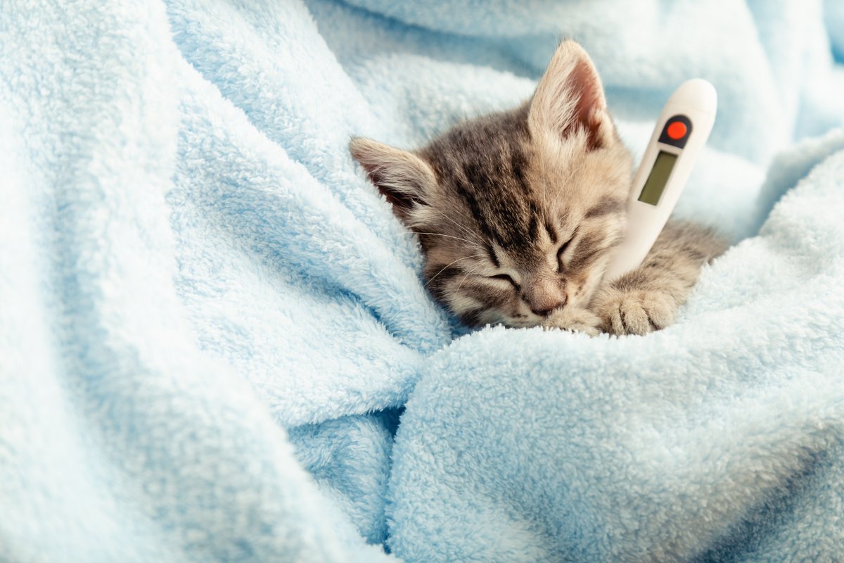 A sick cat with a thermometer