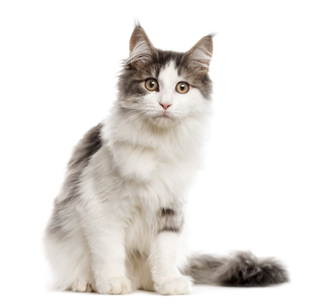 A Maine Coon cat is sitting on white background
