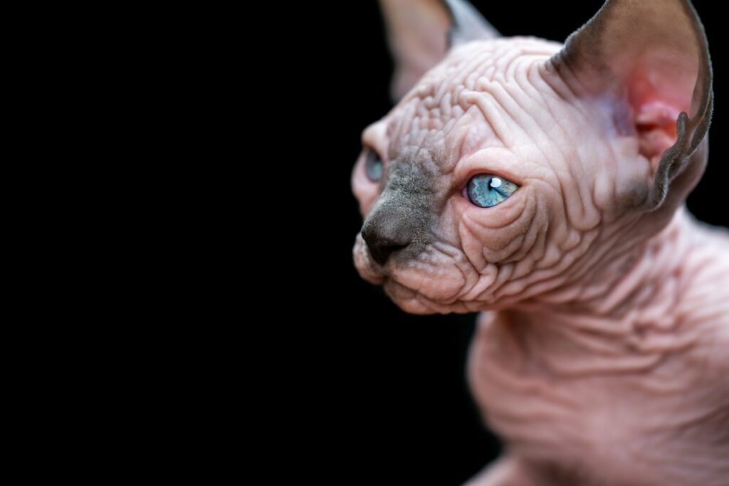 Sphynx cat with big blue eyes