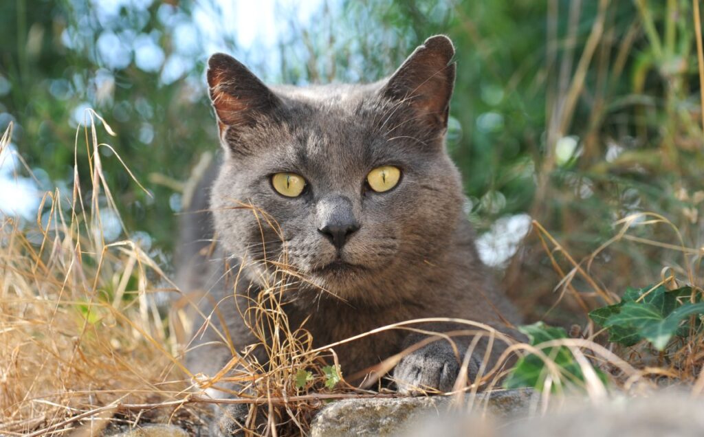 Staring Chartreux Cat