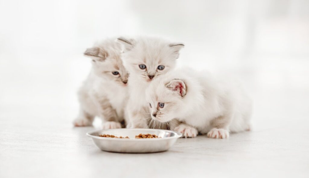 Three kittens are eating cat foods