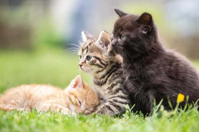 Three kittens playing in the garden