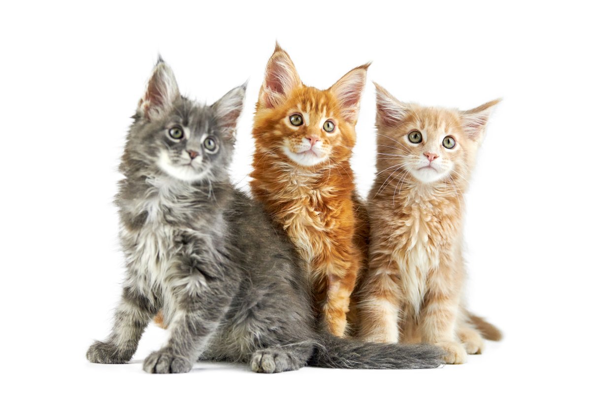 Three Maine Coon kittens with different colors