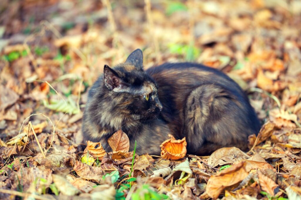 Tortoiseshell cat sitting on fallen leaves