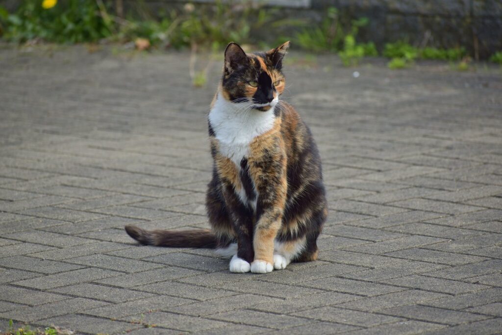 Tricolor calico cat