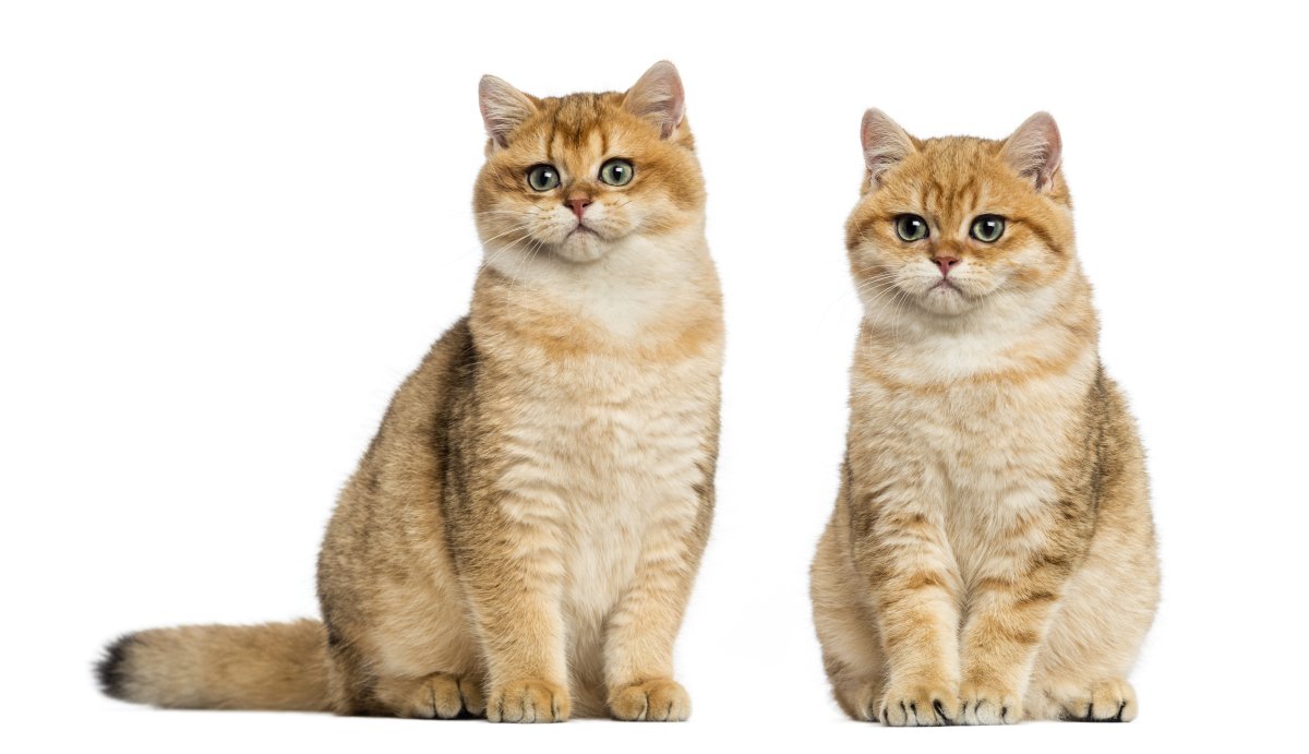 Two British shorthair cat