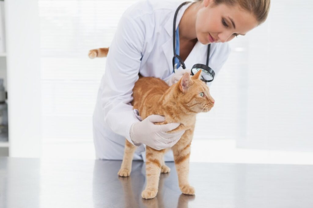 A vet is checking a cat skin with a magnifying glass