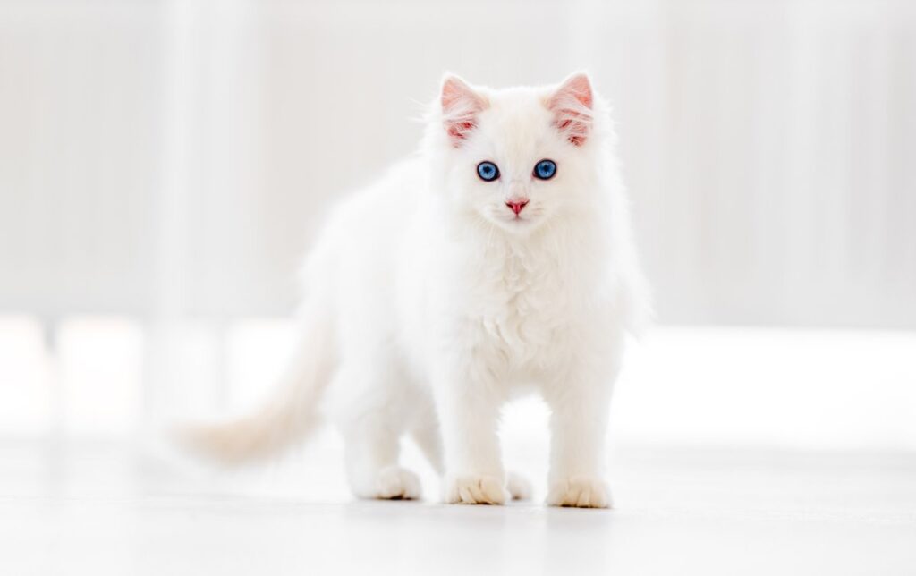 White Ragdoll cat