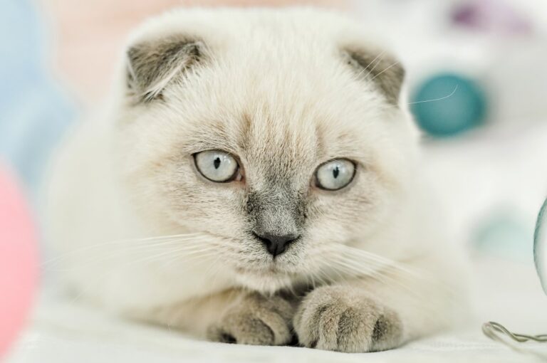 White Scottish Fold cat with big eyes